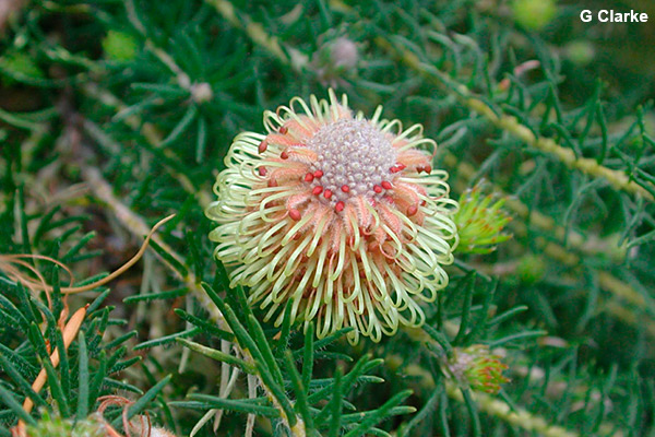 Banksia meisneri