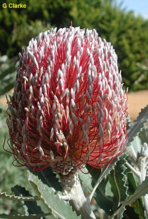 Banksia menziesii