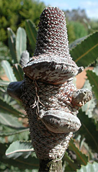 Banksia menziesii - fruit