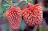 Banksia nutans