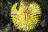 Banksia rosserae