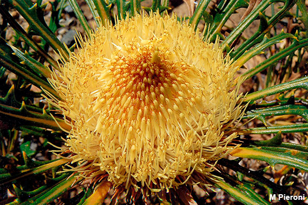Banksia prolata subsp. archeos