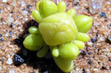 Gunniopsis septifraga
