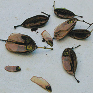 Lomatia arborescens - pods and seeds