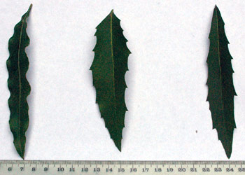 Lomatia arborescens