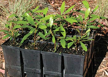 Lomatia arborescens - seedlings