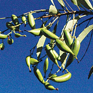 Lomatia arborescens - seed pods