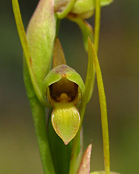 Horned orchid labellum