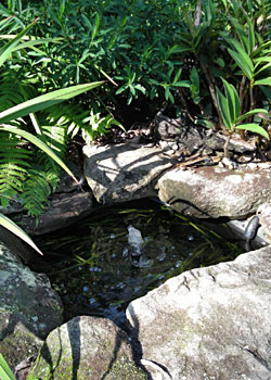 Close up view of pond