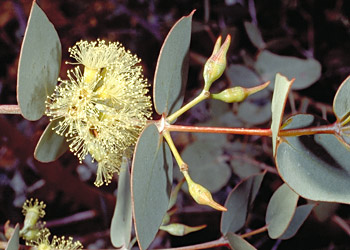 Eucalyptus gillii - juvenile foliage