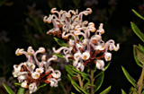 Grevillea buxifolia