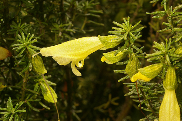 Prostanthera aspalathoides - yellow form