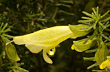 Prostanthera aspalathoides - yellow