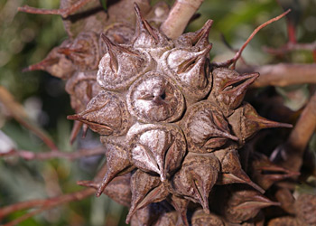 Fruit of Eucalyptus lehmannii