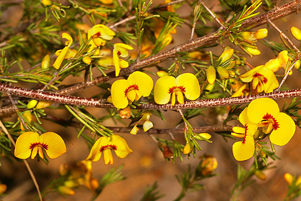Dillwynia tenuifolia