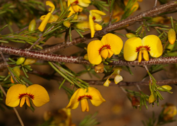 Dillwynia tenuifolia