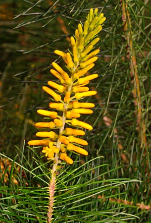 Persoonia pinifolia - flowers and foliage