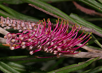 Grevillea asplenifolia
