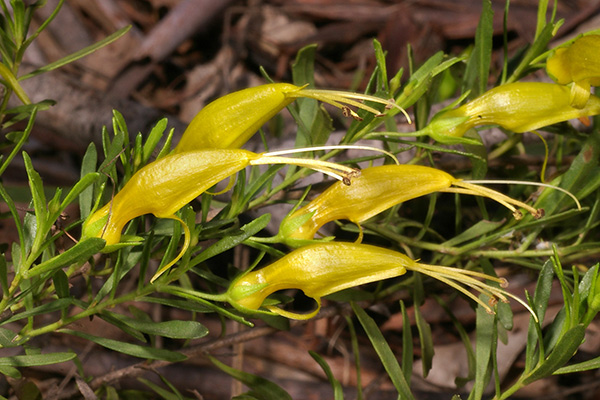 Eremophila glabra - prostrate yellow