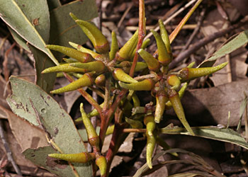 Fruit of Eucalyptus erythrocorys