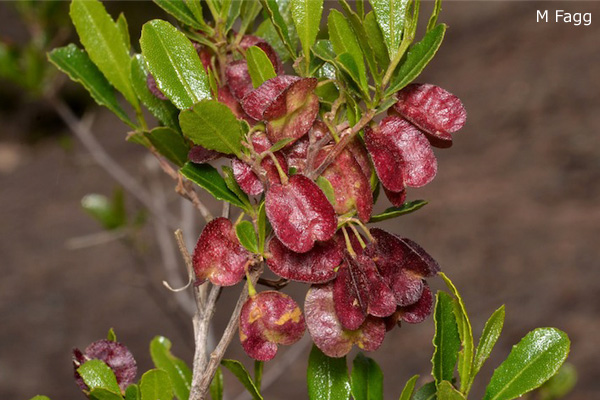 Dodonaea Viscosa