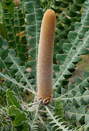 Banksia grandis - buds