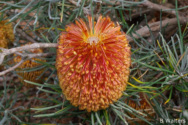 「Banksia grossa」的圖片搜尋結果