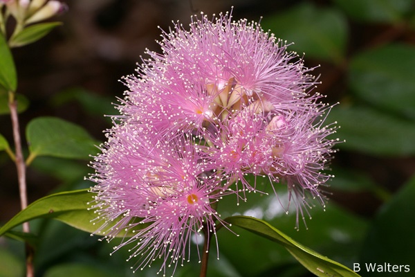 Syzygium 'Cascade'