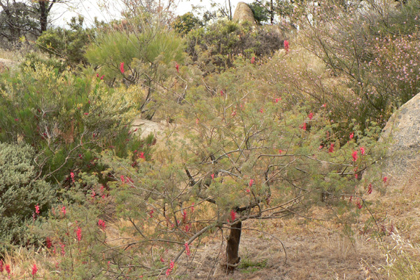 Small section of grevillea garden with G. georgiana