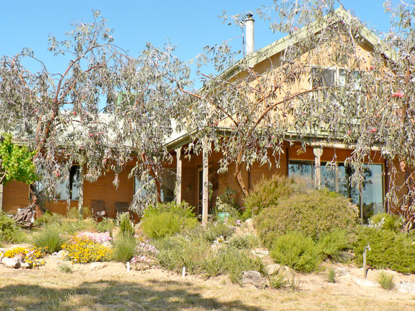House with Eucalyptus caesias
