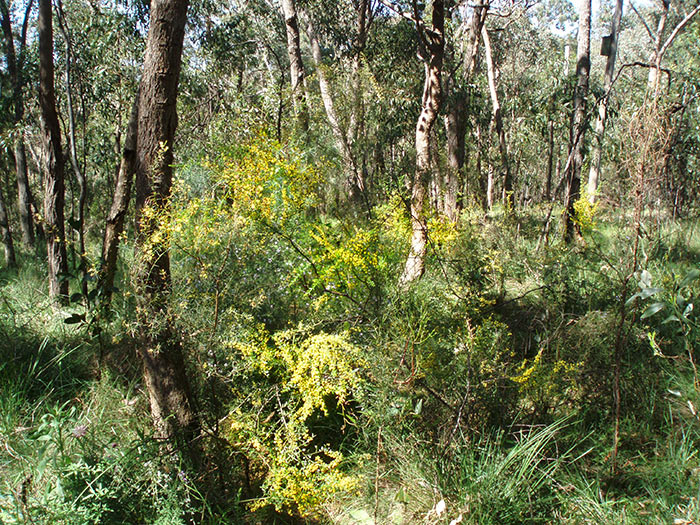 Wattles in the natural bushland