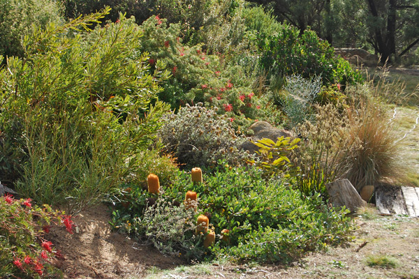 Terrace garden with Grevillea 'Pick of the Crop' and prostrate Banksia media in the foreground.