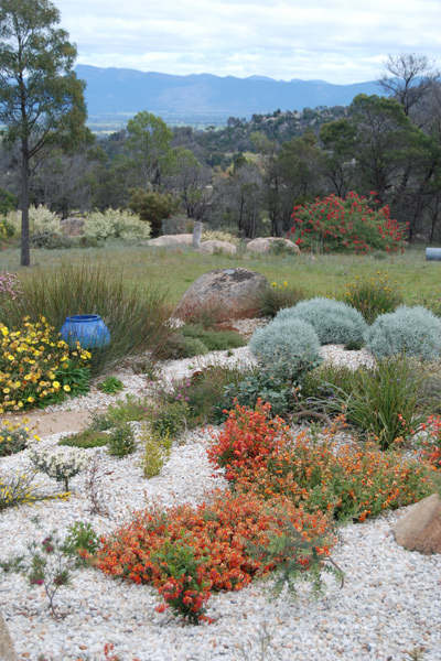 View SW over verticordia garden with Chorizema varia in foreground and Leucophyta brownii in background