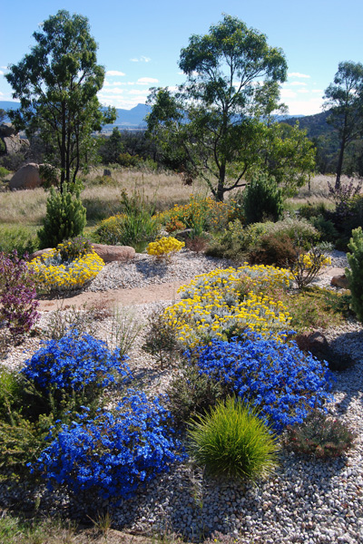 View W over verticordia garden with Lechenaultia biloba in foreground and Chrysocephalum apiculatum in background