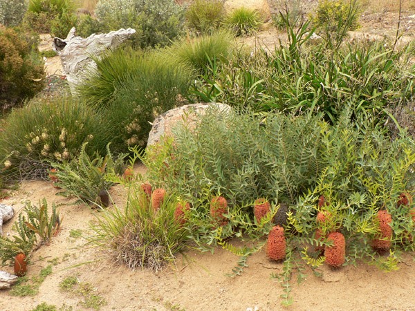 Baby banksia garden with B. blechnifolia in the foreground, the rare B. gardneri on the left and Petrophile longifolia behind