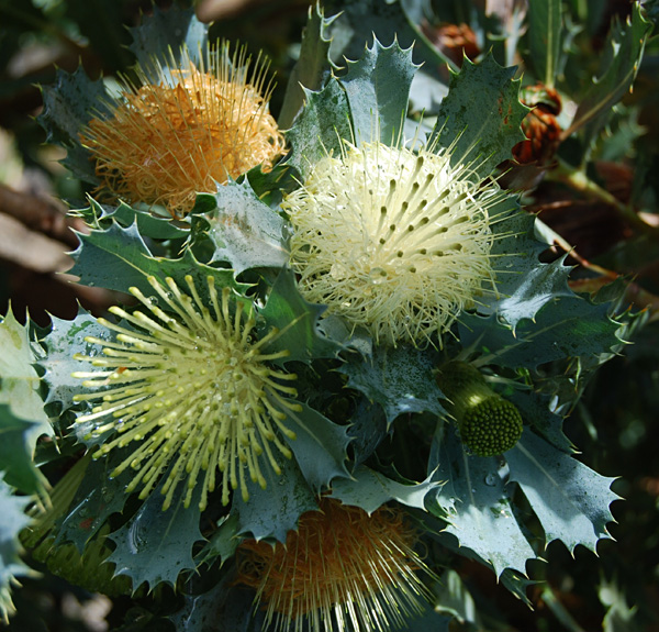 Dryandra sessilis (syn. Banksia sessilis)