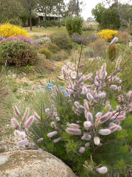 Garden scene with dwarf Grevillea magnifica in the foreground