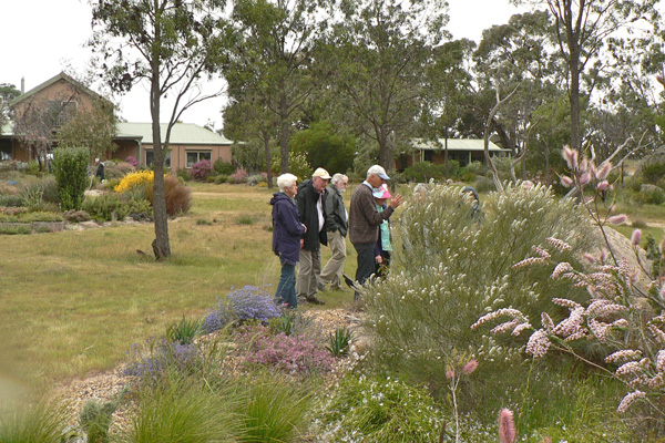 Neil showing some visitors the garden, Scholtzia uberiflora flowers in foreground, house and cottage in background
