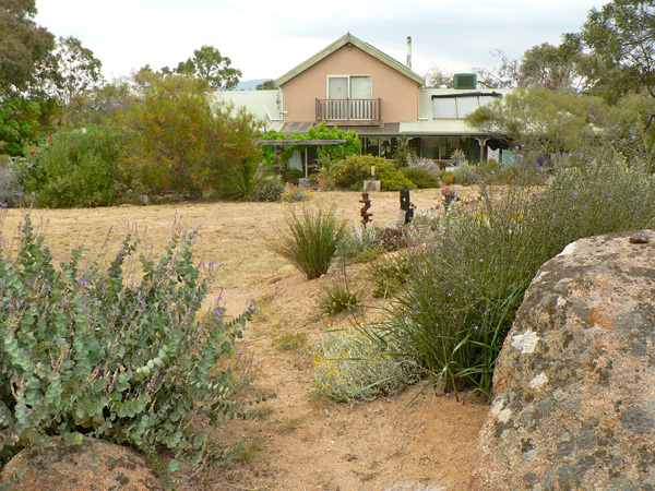 View of house from the north, with Veronica perfoliata in foreground
