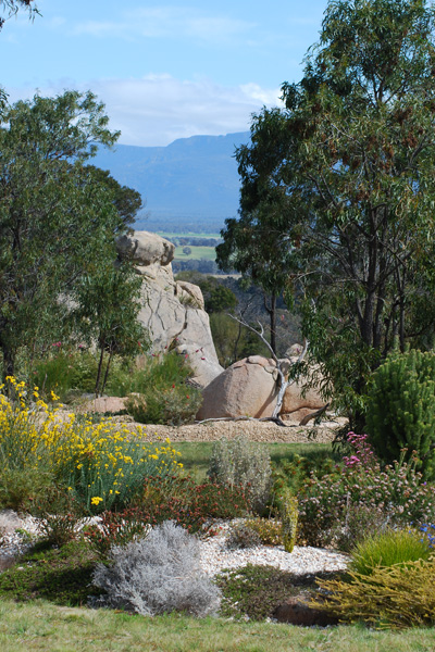 View to Mount William Range, with yellow Chrysocephalum semipapposum in flower