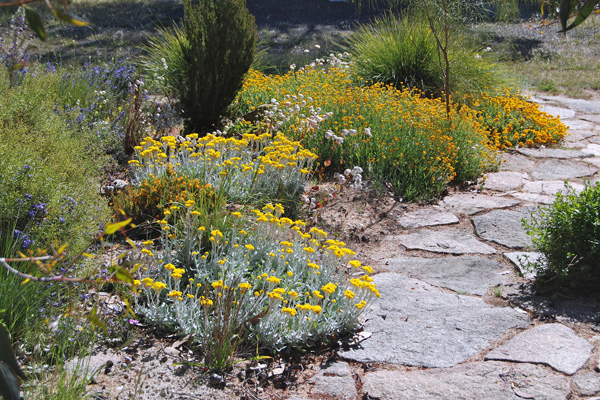 Natural stone path with different forms of Chrysocephalum apiculatum