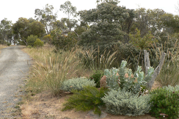 Entrance garden features Eucalyptus macrocarpa with, from left, Austrostipa mollis, prostrate Grevillea pinaster and Eremophila glabra