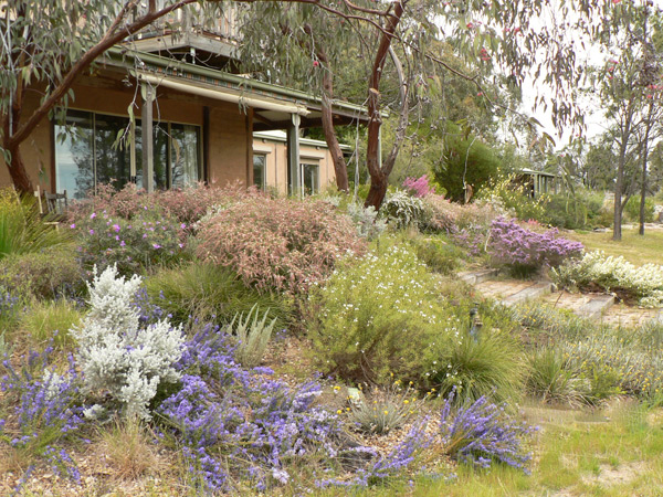 Cottage garden west of door on southern side of house with, from left, Maireana sedifolia (Bluebush), purple Dampiera rosmarinifolia and pale pink Hypocalymma angustifolium