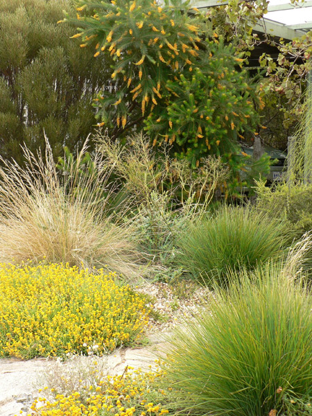 Combination of Persoonia pinifolia with golden flowers at the back, Chrysocephalum apiculatum and a poa on the left and Lomandra confertifolias on the right