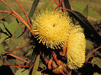 Eucalyptus youngiana