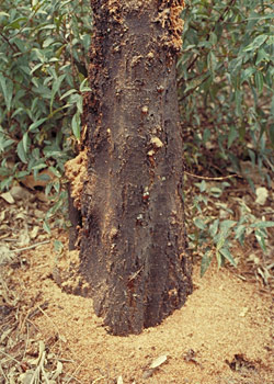 Borer attack on Acacia parramattensis