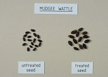 Acacia seeds