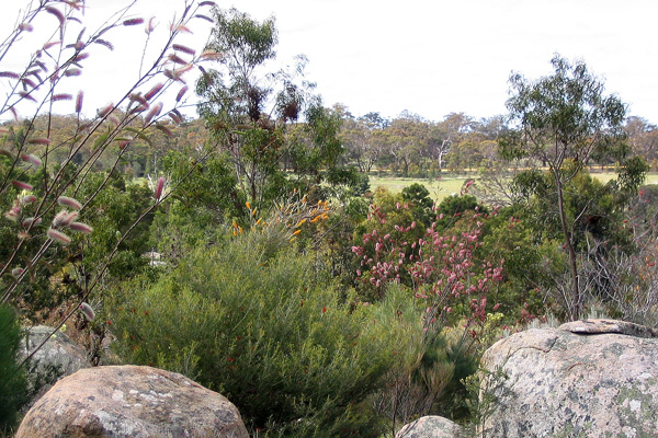 Grevilleas in garden prior to bushfire