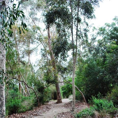 11 - Eucalyptus trunks