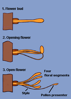 Stages of opening of a Banksia flower